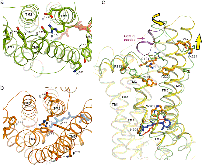 Conserved E(D)RY and NPxxY(x)5,6F regions (Switch Regions).