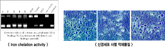 천연물 활성검정분야