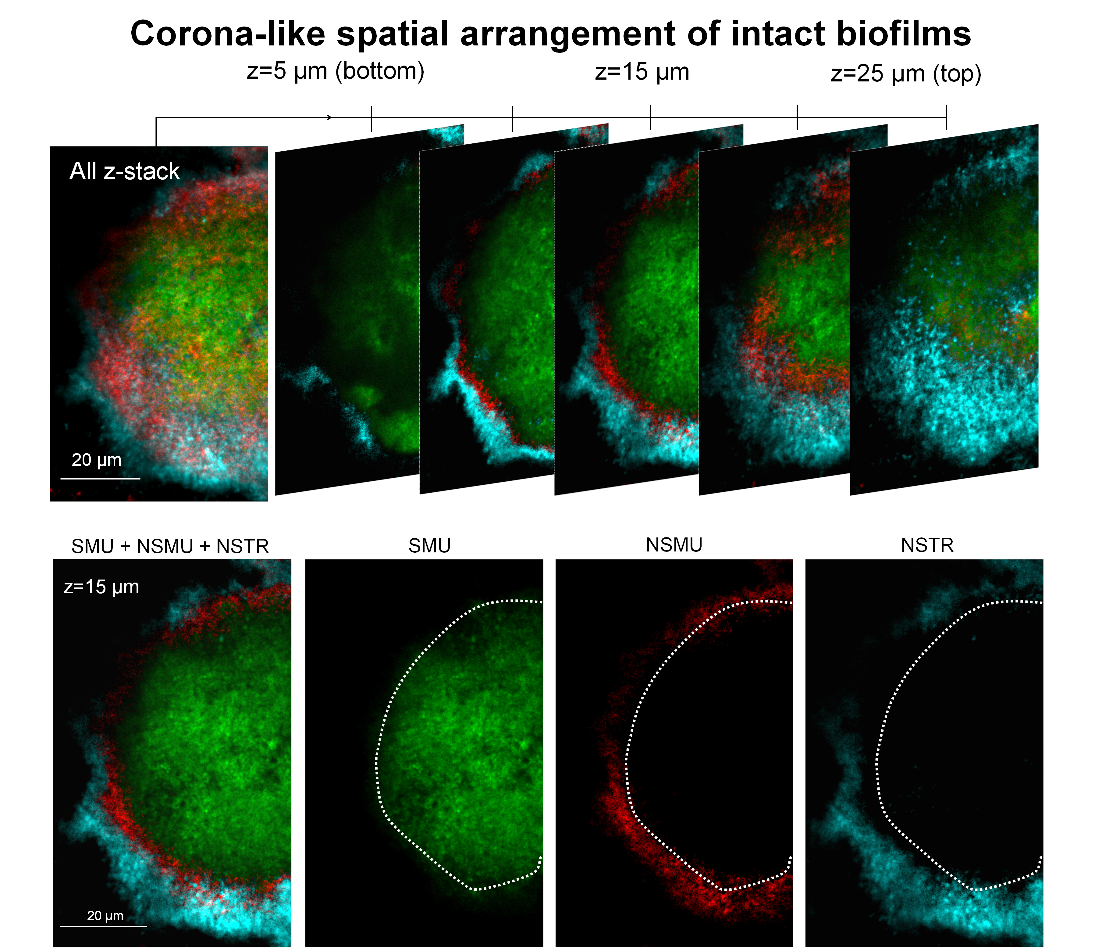 Corona-like spatial arrangement of intact biofilms