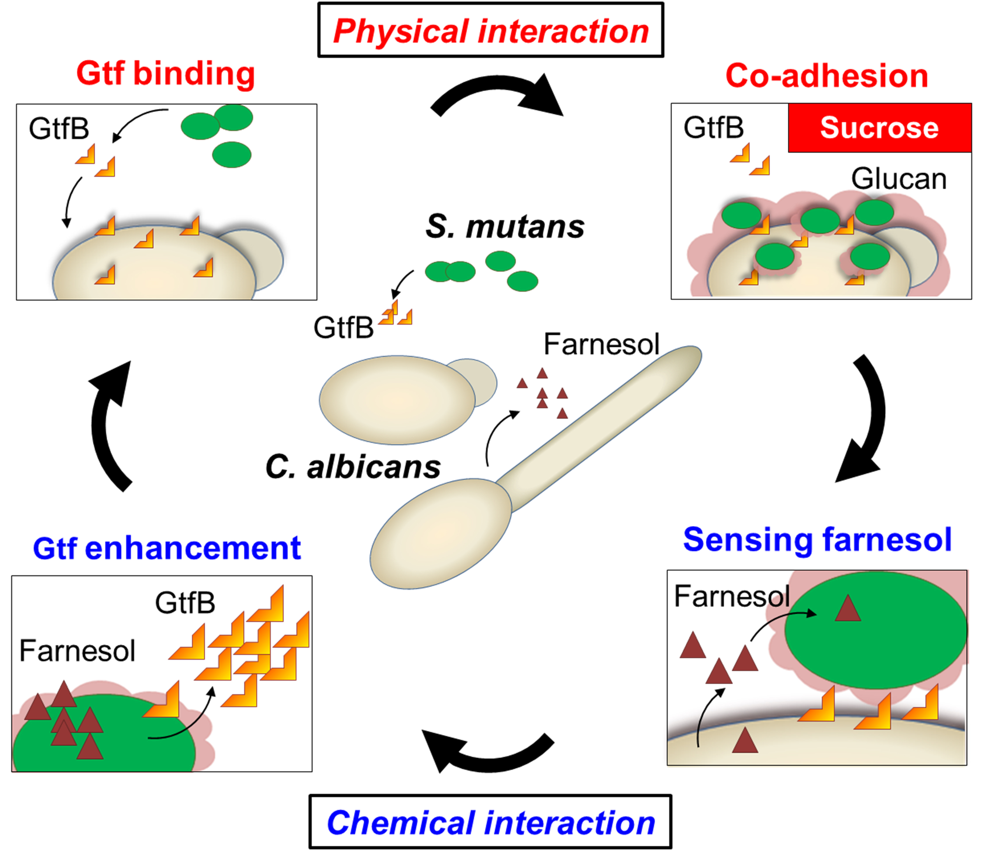 Physicochemical interactions between S. mutans and C. albicans