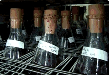 Maintenance and Storage of Good Enzyme through Screening
