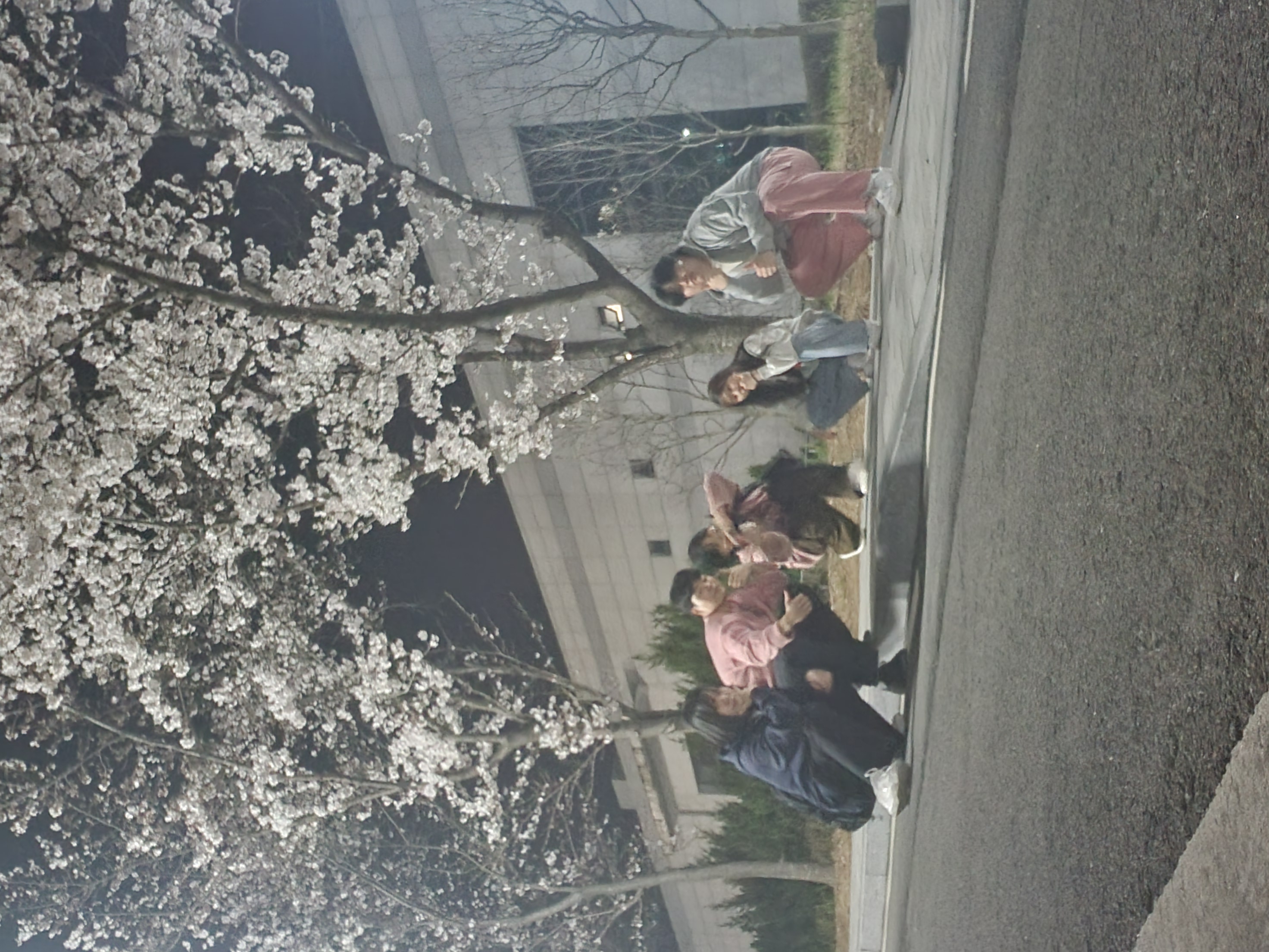 24년 사회학과 벚꽃모임 15번째 첨부파일 이미지