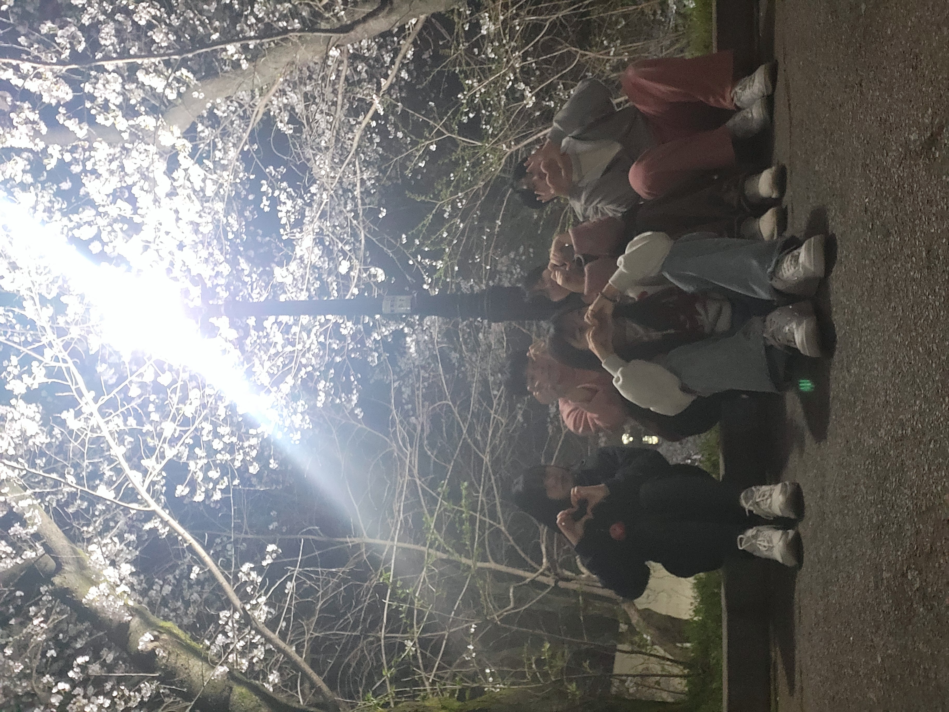 24년 사회학과 벚꽃모임 17번째 첨부파일 이미지